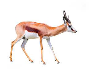 The Springbok Antelope (Antidorcas marsupialis).