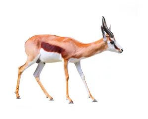 Deurstickers Antilope De springbok antilope (Antidorcas marsupialis).