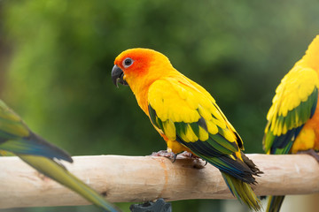 Lovely Sun Conure Parrot on the perch