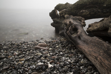 Baum im Nebel