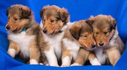 Collie-Welpen R&uuml;den Langhaar