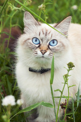 Кошка породы Невская маскарадная.