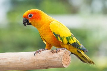 Lovely Sun Conure Parrot on the perch