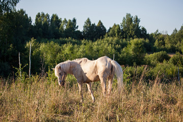 Obraz premium Horse in the meadow