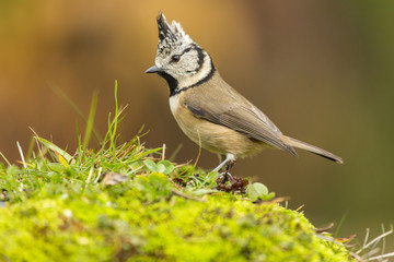 Tit (Parus cristatus ) , looking for food in the grass