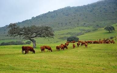 Breeding beef cattle in the pasture, Extremadura, Spain