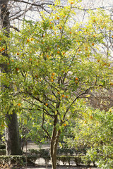 Fototapeta na wymiar Oranges on a tree
