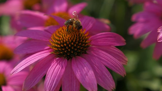 Purple cone-flower ( Echinacea purpurea ) with a bee close-up