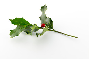Christmas Holly, with bright red berrie