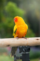 Lovely Sun Conure Parrot on the perch
