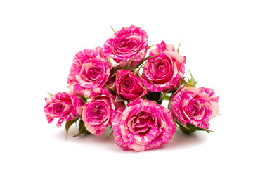little pink rose