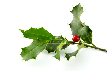 Christmas Holly, with bright red berrie