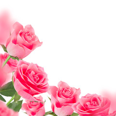 Pink roses background