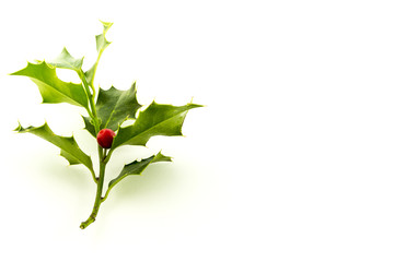 Christmas Holly, with bright red berrie in side left