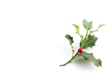 Christmas Holly, with bright red berrie