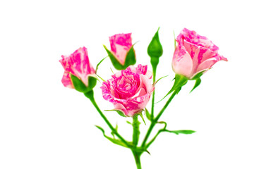 Fototapeta premium little pink rose