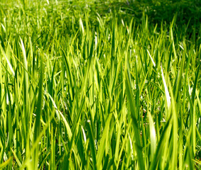 Natural backgrounds with beauty bokeh