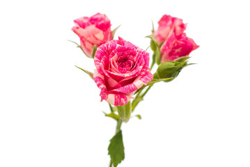 little pink rose