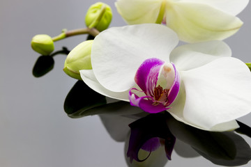orchid with reflection