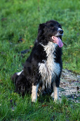 Border Collie