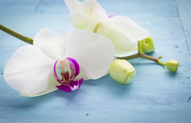 Fototapeta na wymiar orchid on blue