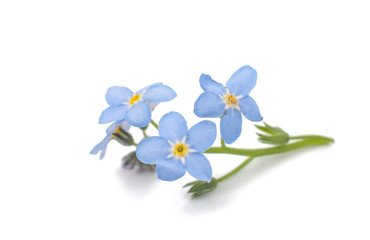 forget-me-flower