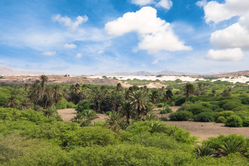 Oasis near  Viana desert, Boavista - Cape Verde