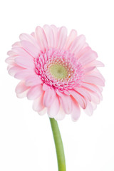 gerbera flowers