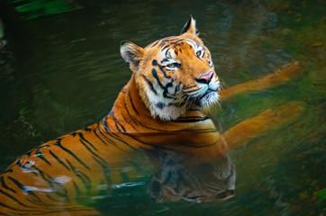 Tiger in water © Belikova Oksana