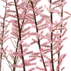 Tamarix parviflora