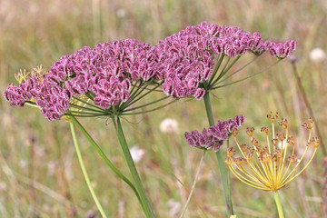 ombrelle viola (laserpitium latifolium, semi)