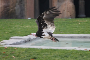 Avvoltoio testabianca