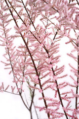 Tamarix parviflora