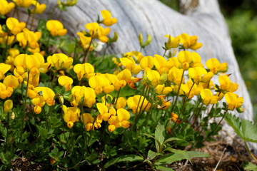 loto giallo (lotus alpinus)