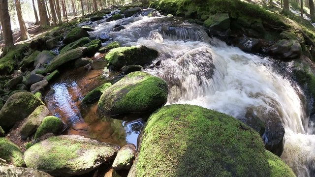water stream in the woods