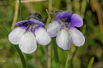 pinguicola (pinguicula vulgaris)