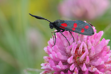 day moth (Zygaena filipendulae)