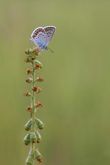 butterfly (Plebejus argus)