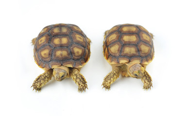 turtle on white background