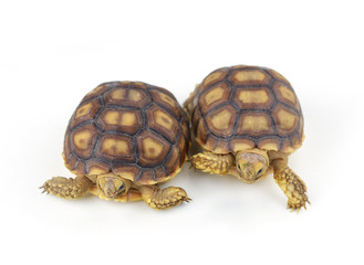 turtle on white background