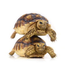 turtle on white background