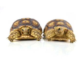 turtle on white background