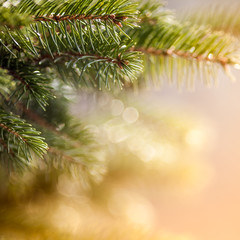 Pine Tree