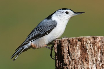 Nuthatch On A Tree