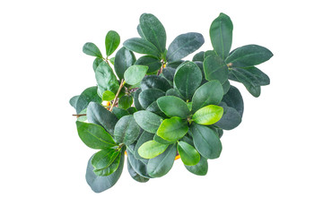 ficus in a pot