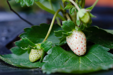 plantation of the strawberry