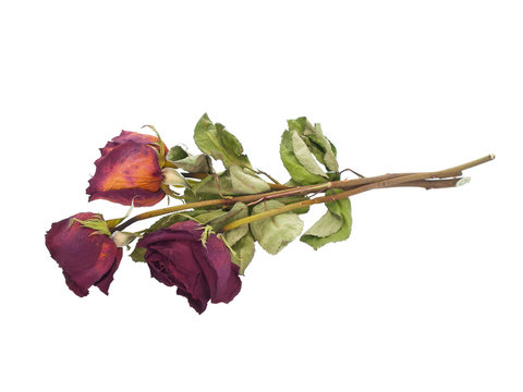 Fototapeta Dried faded red roses on white background