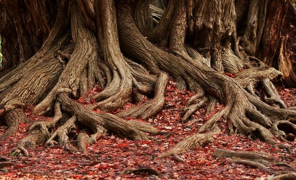 roots and red foliage