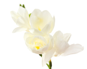 Naklejka na ściany i meble Beautiful freesia flowers, isolated on white