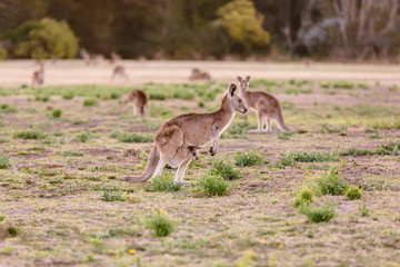 Female kangaroo with little joey